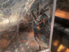 -Rabbit Cafe私房西餐甜点咖啡(栖霞路店)