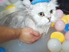 -佳雯宠物医院·皮肤科·内外科(春晓路分院)