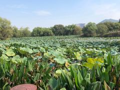 -长兴太湖图影湿地文化园