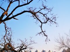-莲花池公园