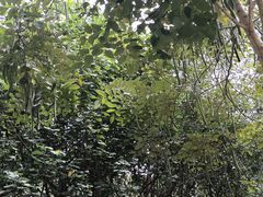 -火炉山森林公园
