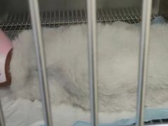 -动物缘宠物医院·骨科·猫科(西二环店)