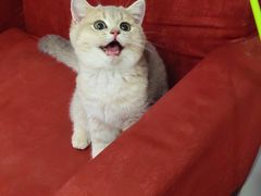 -东方名猫馆·英短金渐层布偶猫舍(环线广场1号楼店)