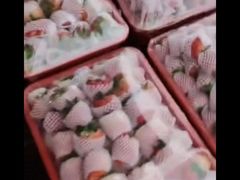 -双福水果批发市场