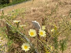 -大塘金香草谷
