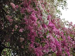 -深圳国际园林花卉博览园