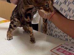 -瑞派康怡24h宠物医院·犬猫医疗中心·微创绝育(瑞景分院)