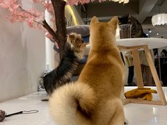 -浣熊柯尔鸭土拨鼠·电玩咖