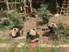-成都大熊猫繁育研究基地
