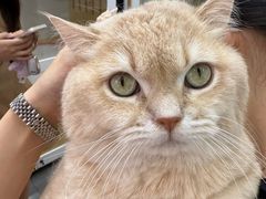 -青奢宠物·青奢猫舍