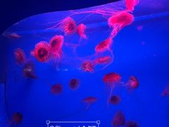 -蓬莱欧乐堡海洋极地世界