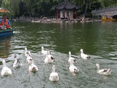 -莲湖公园