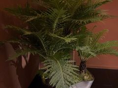 -泰·菩提树下[泰式按摩x精油SPAx肩颈头疗](新景店)