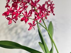 -自由生长植物工作室(深港花卉中心店)