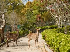 -不觉晓CAMPING(上海迪士尼营地店)