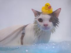 -宠颐生猫科·内科皮肤科(西平世纪城店)