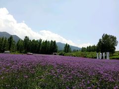 -曲江薰衣草庄园