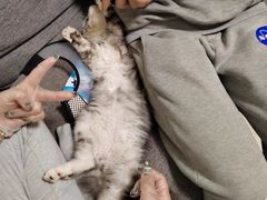 -momokira米努特·德文卷毛猫·棉花面纱犬