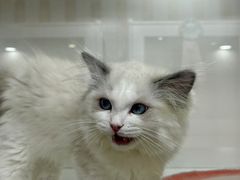 -青奢宠物·青奢猫舍