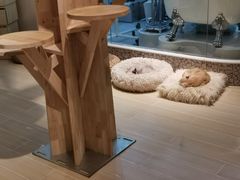 -momokira米努特·德文卷毛猫·棉花面纱犬
