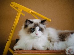 -猫在这儿猫咪咖啡馆·撸猫馆