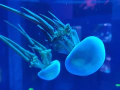 -芜湖新华联大白鲸海洋公园