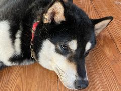 -柴犬高等学院·狗咖·柴犬售卖·宠物训练