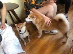 -柴犬高等学院·狗咖·柴犬售卖·宠物训练