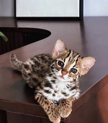 点击看大图 -Oasis Beauty水磨坊科技美肤中心