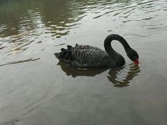 -成都大熊猫繁育研究基地
