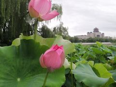-莲花池公园