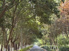 -合肥滨湖国家森林公园