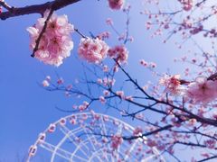 -顾村公园