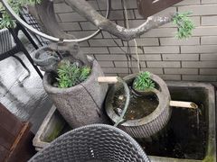 -阿巧茶庄