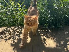 -北京西山国家森林公园