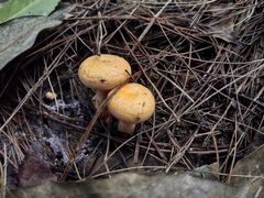 -铁山坪森林公园