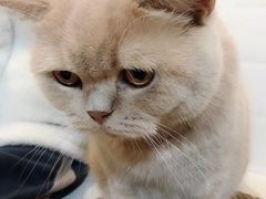 -猫房·猫吧·猫咖(龙湖时代汇店)