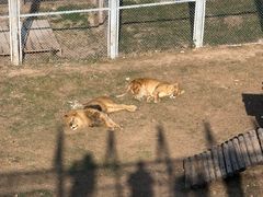 -青藏高原野生动物园