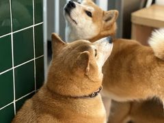 -是阿柴呀！柴犬咖啡·爱喵喵猫咖
