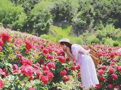 -密云玫瑰情园