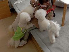 -喵宠乐园·撸猫互动·猫舍