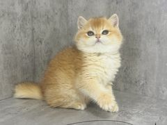 -小猫来了·猫舍(红山六九七九店)