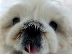 -美联众合动物医院·24h京西诊疗中心