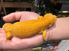 -酷以爬仙阁实体爬宠店·守宫·蜥蜴·专业繁育