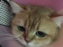 -瑞鹏宠物医院·骨科·猫科·内科(第一中心)
