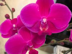 -双季花艺园艺市场(浦东店)