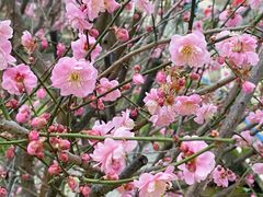 -广州市流溪河国家森林公园