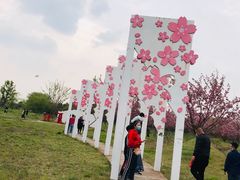 -天王浮山樱花园