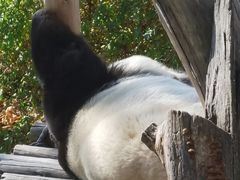 -沈阳森林动物园