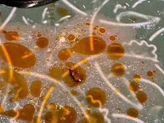 -Thai Basil罗勒叶泰式餐厅(时代天街店)